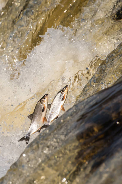 istock Fishes go for spawning upstream. Vimba jumps over waterfall on the Venta River. Kuldiga, Latvia 1313238838