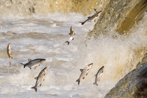 istock Fishes go for spawning upstream. Vimba jumps over waterfall on the Venta River. Kuldiga, Latvia 1313238840