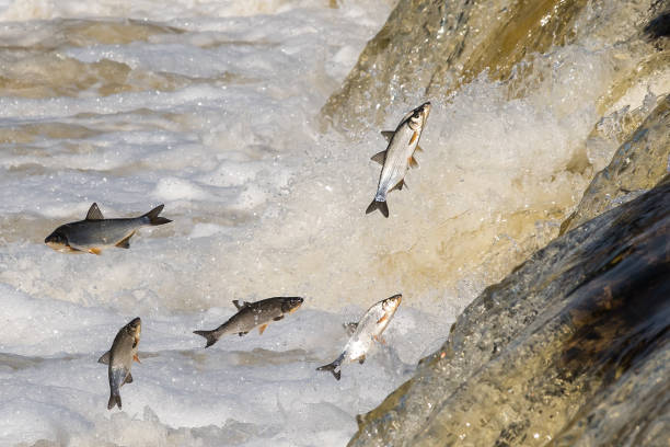 istock Fishes go for spawning upstream. Vimba jumps over waterfall on the Venta River. Kuldiga, Latvia 1313238841