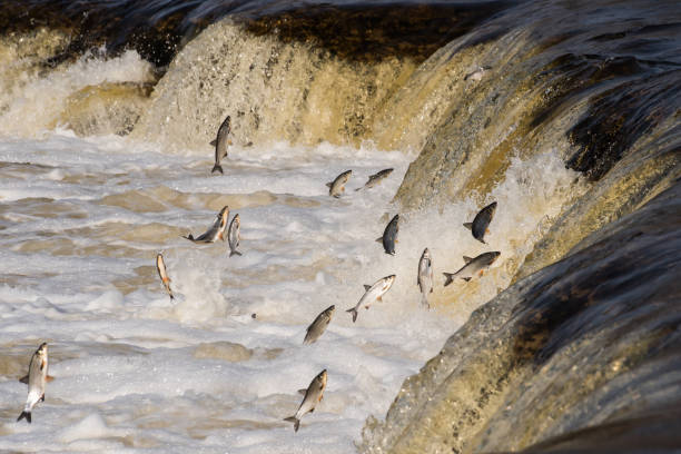 istock Fishes go for spawning upstream. Vimba jumps over waterfall on the Venta River. Kuldiga, Latvia 1313238860