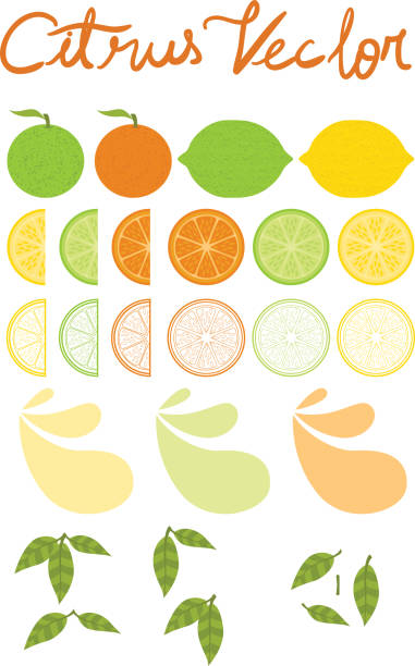 цитрусовый векторный пакет - orange spray fruit leaf stock illustrations