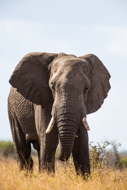 istock Lone African elephant bull walks through the dry savannah 1313240009