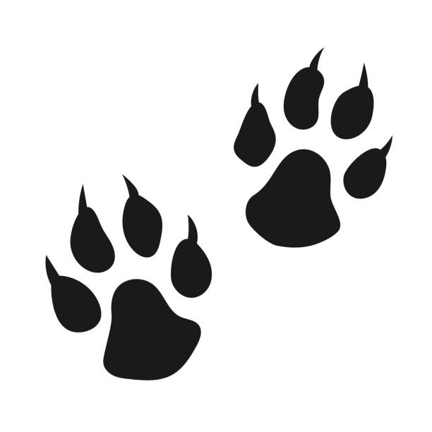 pies lub kot ręcznie rysowane pazurami odcisk łapy izolowane na białym tle. - tiger lion leopard cartoon stock illustrations
