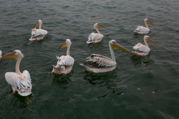 istock Pelicans around the deck of a catamaran 1313240990