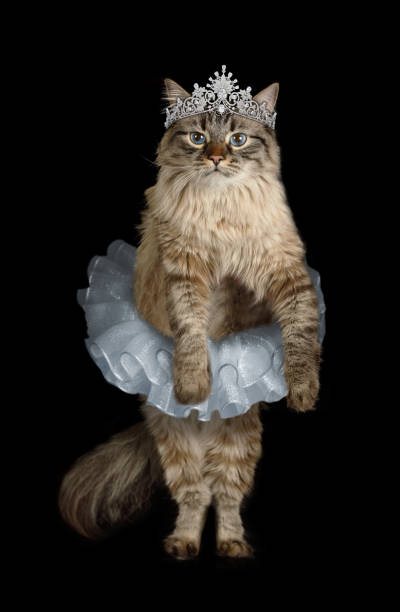 https://media.istockphoto.com/id/1313242145/photo/funny-siberian-cat-dressed-in-a-ballet-tutu-with-a-diadem-on-its-head.jpg?s=612x612&w=0&k=20&c=A70apgC0uk9H6BttkEl3w7qoqDIxuFET0qT0pZ-EuXk=