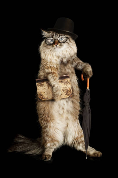 istock Siberian cat dressed as a gentleman 1313242160