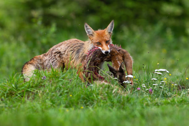 istock Red fox hunting juvenile roe deer fawn on meadow in summer 1313242182