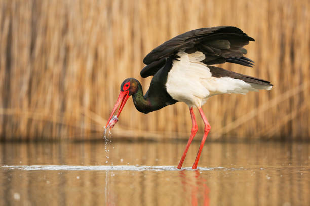 caccia alla cicogna nera in acqua nella natura primaverile. - animal beak bird wading foto e immagini stock