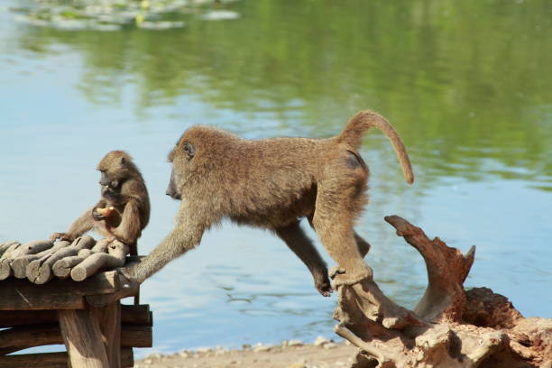 istock A funny monkey family at the zoo 1313242304