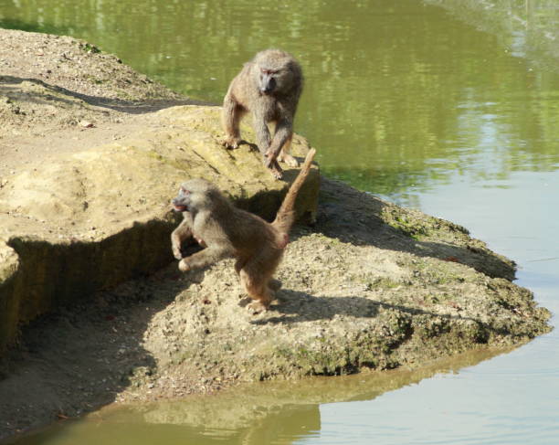 una divertente famiglia di scimmie allo zoo - color image dog snake pets foto e immagini stock