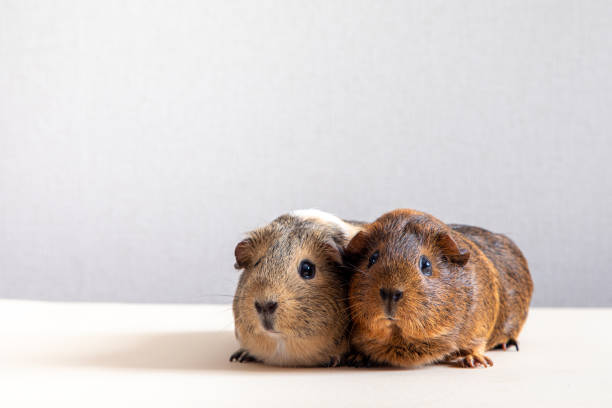 Two guinea pigs sharing romaine lettuce, on an orange chair