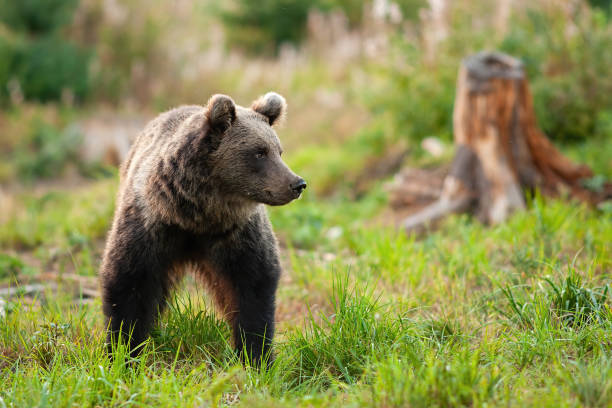 istock Cute brown bear walking on grassy green meadow in springtime 1313242653