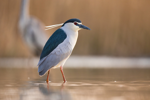 Black-crowned night heron, nycticorax nycticorax, looking in water in spring. Small white bird standing in river. Wild feathered animal waiting in swamp.