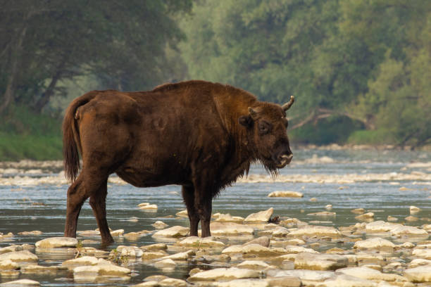 istock European bison standing on rocks in water in summer 1313243594