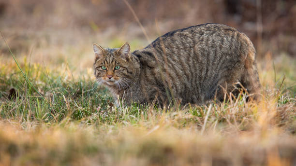istock European wildcat sneaking on grassland in spring nature 1313243640