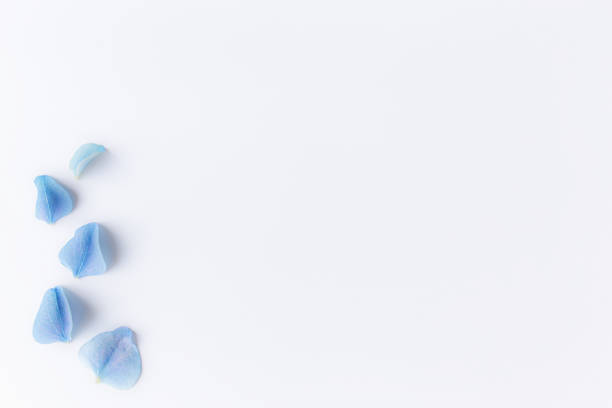 istock Flat lay with hydrangea or hortensia blue petals, white background 1313243690