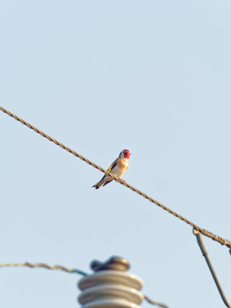 istock A Goldfinch (Carduelis carduelis) perched on a telephone wire 1313244225
