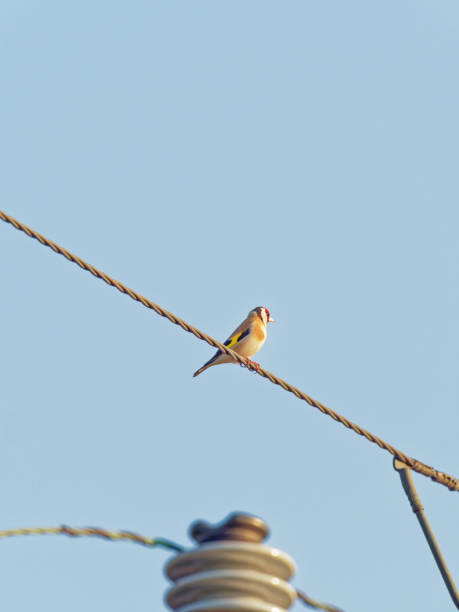 istock A Goldfinch (Carduelis carduelis) perched on a telephone wire 1313244243