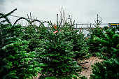 Cropped shot of a variety of freshly cut Christmas trees lined up in an empty greenhouse during the day
