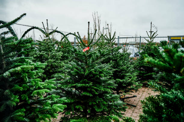Cropped shot of a variety of freshly cut Christmas trees lined up in an empty greenhouse during the day Pick a tree, any tree and have a Merry Christmas real life stock pictures, royalty-free photos & images