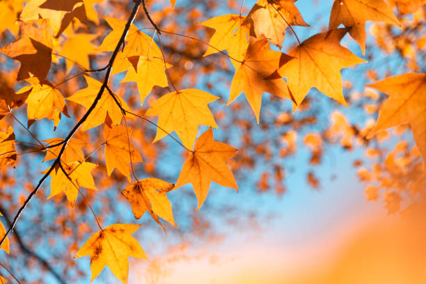 istock Close-up colorful Autumn maple Leaves 1313244999
