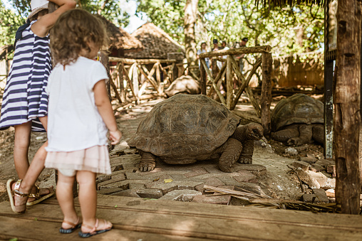 An Asian young girl is feeding Aldabra Tortoise at petting zoo in Malaysia.