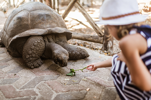 Exploring giant Seychelles turtles in the Park on the Prison Island, Zanzibar, Tanzania.