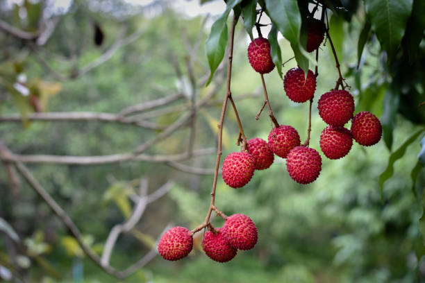 istock Fresh lychee in the garden 1313245525
