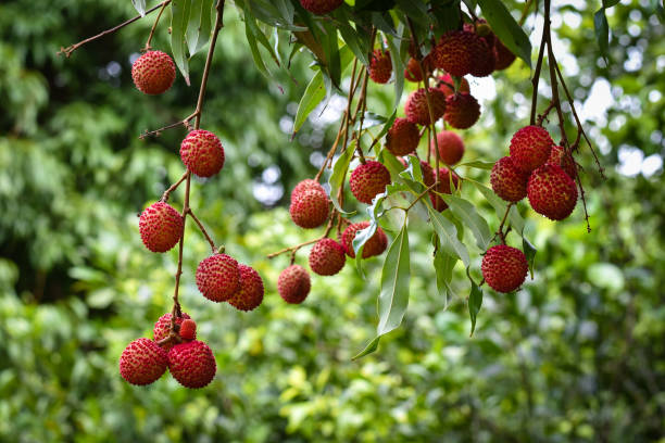istock Fresh lychee in the garden 1313245565