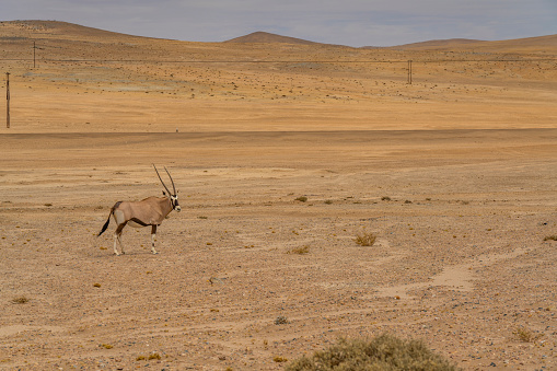 Oryx or antelope with long horns in the Namib Desert, Namib Naukluft National Park, Namibia, Africa.