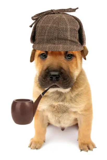 This is a cute dog puppy detective, thinking with pipe for solving case.