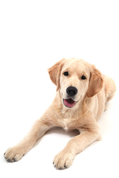 istock Cute Retriever lies on a white background and looks at camera, copy space 1313247019