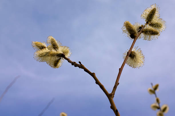 istock fluffy buds of a budding plant in spring 1313248184