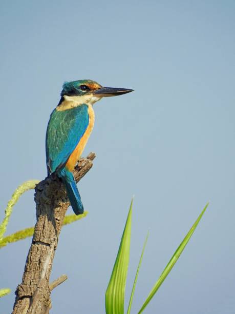 Sacred Kingfisher Sacred Kingfisher, Todiramphus sanctus, Mary River Wetlands, Northern Territory, Australia, May 2018 todiramphus sanctus stock pictures, royalty-free photos & images