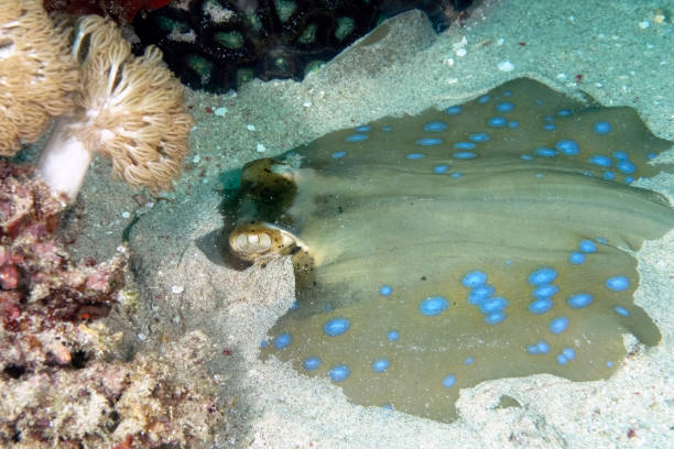 istock A beautiful picture of a blue spotted stingray on the bottom 1313248416