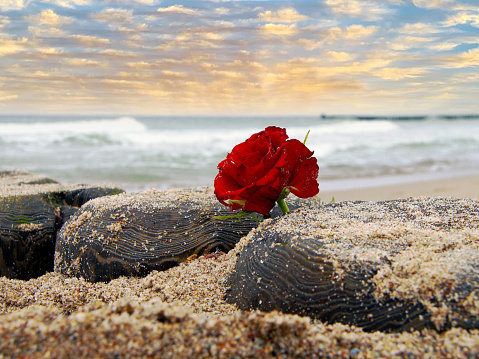 Lonely Red rose flower at beach of Ocean against dramatic sky. Burial at sea concept. symbol of Funeral flower and Covid-19 Mourn during pandemic. Condolence card concept.