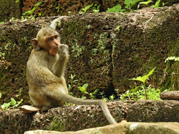 Cercopithecine Examples 50+ Cercopithecine Primate Fotografías de stock, fotos e imágenes ...