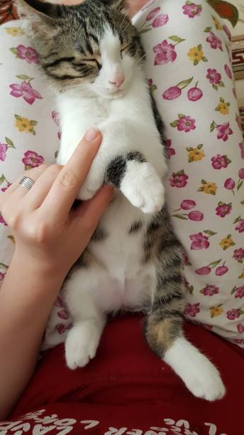 istock DSH cat on my lap cute kitten 1313249539