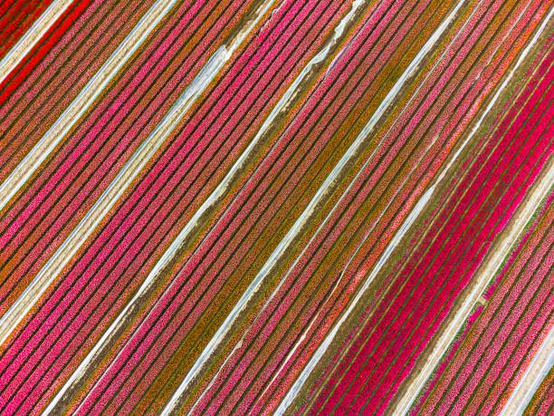 istock Tulips blossoming in a field during springtime seen from above 1313250572