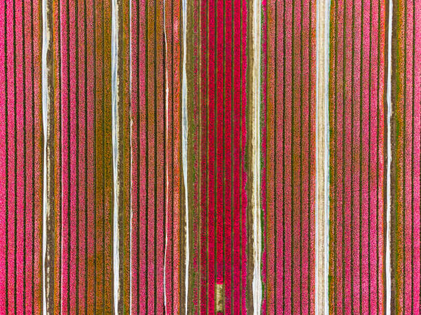 istock Tulips blossoming in a field during springtime seen from above 1313250595
