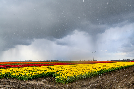 Blossoming yellow tulips in a field during a stormy spring afternoon with incoming hail storm clouds over the horizon. The tulip field has multiple colors and wind turbines in the background.