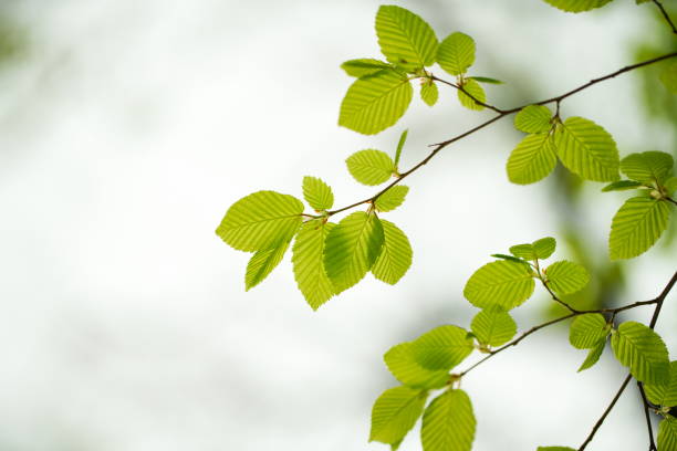 Spring background with fresh green leaves.