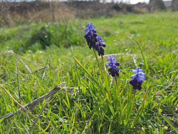 istock Blue Grape Hyacinth close up view in meadows in Iran 1313250989