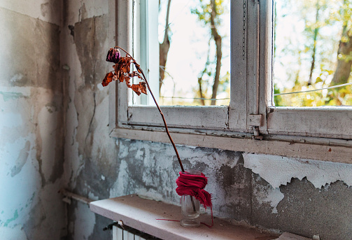 Dead rose in a jar in abandoned hospital room