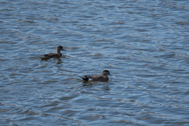 istock American Wigeons on the water 1313254541