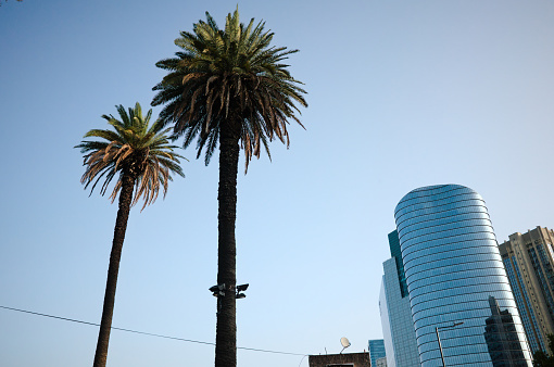 Two palms against clear blue sky with lanterns on trunk and building of skyscrapers made of glass on the background. Urban landscape with height palm trees and buildings in modern architectural style