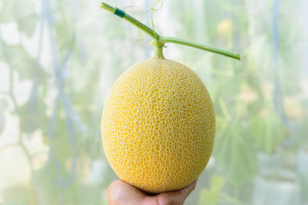 istock fresh melon in greenhouse 1313254777