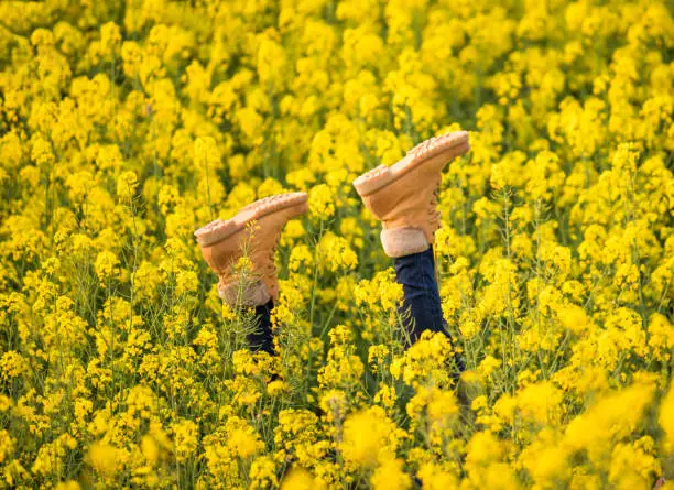 Photo of Woman's legs in the middle of a yellow flowered rapeseed field