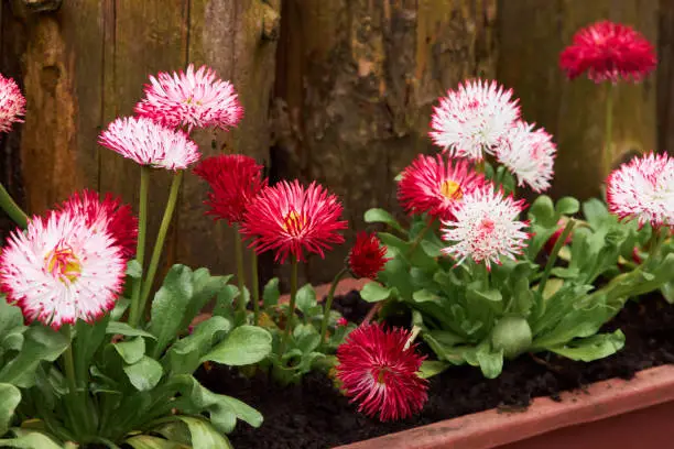 Colorful daisy (Bellis perennis) in a garden. Bellasima rose. Blooming seedlings bunch with bright green leaves and pink flowerheads