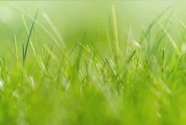 istock Green foliage and sun glare. Blurred background with bokeh pattern 1313256787